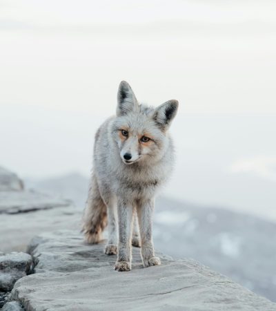 pexels-yunustug-31362683